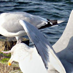 vsani006.jpg