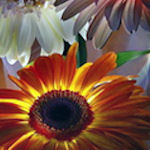 vsflowers055.jpg